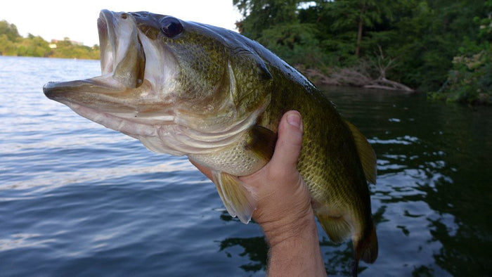 An angler holding a bass boatside